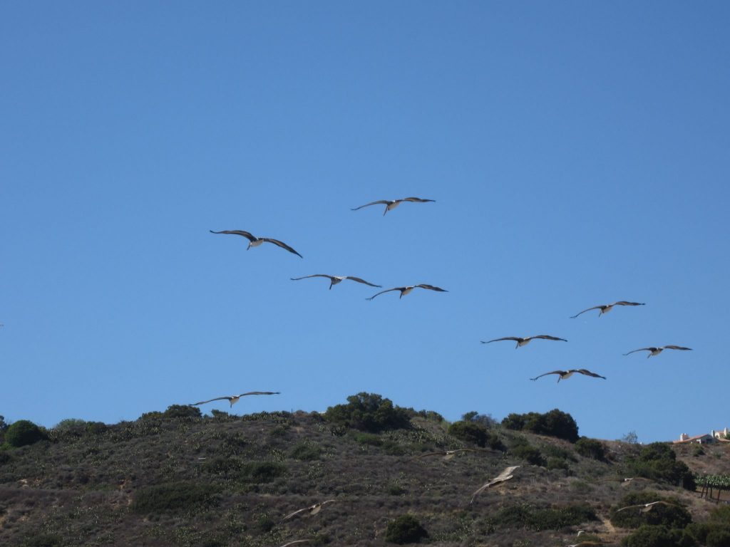 Birds on Discovery Trail 